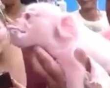 У рік Мавпи на Кубі народився дивний мутант (відео)