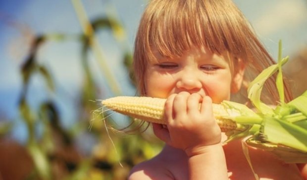 ООН напугана из-за угрозы исчезновения кукурузы