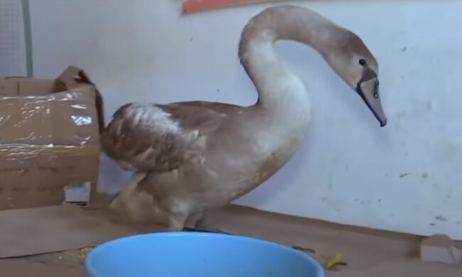 Лебедь в вольере, скриншот: Youtube