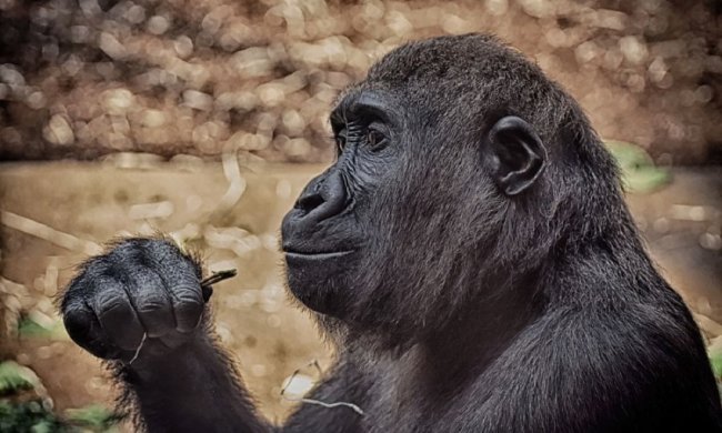 Вчені стежили за приматами і дітьми, і зрозуміли ось що