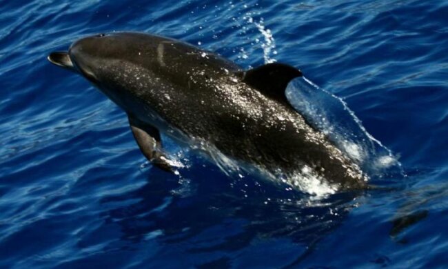 Незрозуміле морське чудовисько поставило вчених у глухий кут