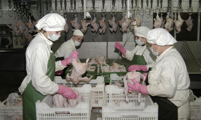 виробництво курятини