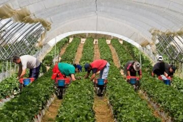 Аферисти в Європі наживаються на українських заробітчанах по 1,5 тисячі євро, історія з перших вуст