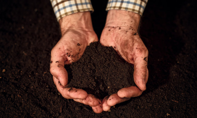 Земля лікує: в ірландському грунті виявили зброю проти супербактерій