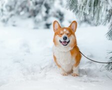 Лучшие анекдоты на субботу 8 февраля дадут поваляться в кровате