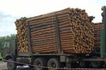 Под Харьковом накрыли "черных лесорубов" - вывозили лес фурами под гимн Украины