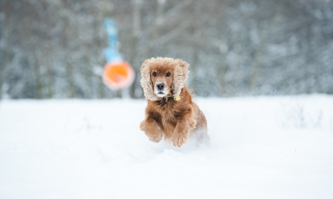 Собака гуляє взимку / фото: Pixabay