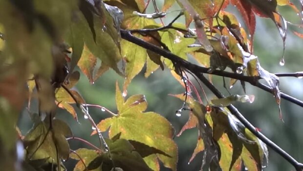 Дощова тепла погода. Фото: Youtube