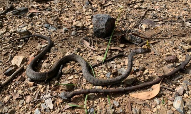Змеи, фото: Facebook
