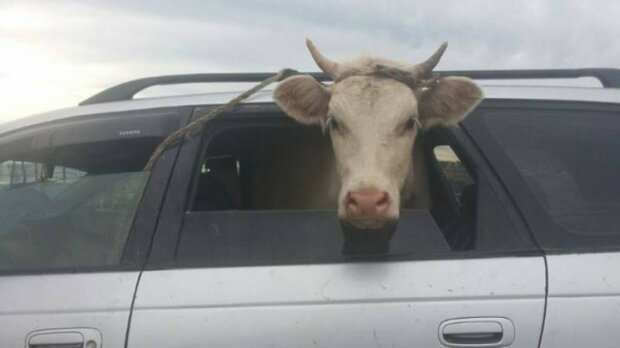 Тернополянка купила корову-привида за 15 тисяч - ні грошей, ні молока