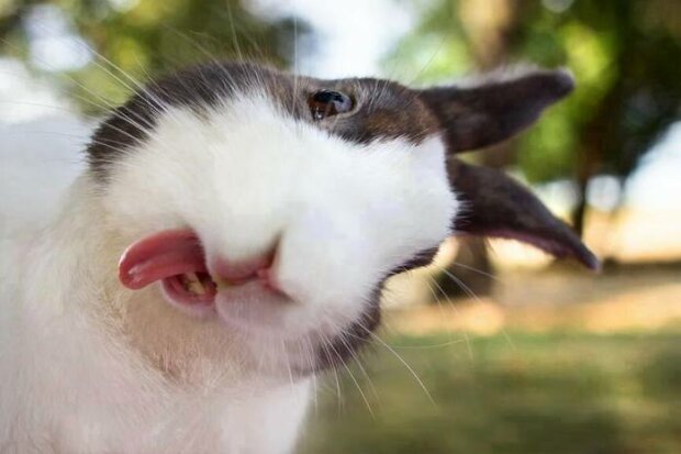 Фото з відкритих джерел, веселий кролик