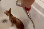 Кошеня, фото: скріншот з відео