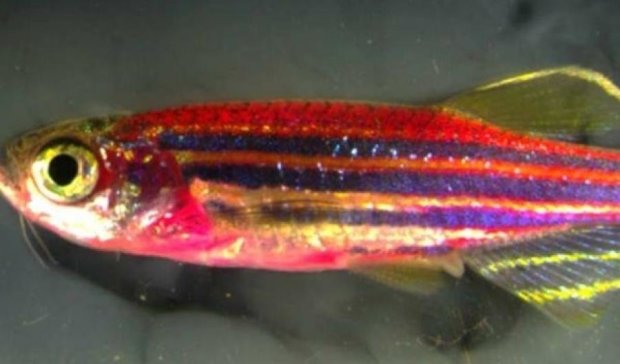 Рыба-мутант переливается всеми цветами радуги