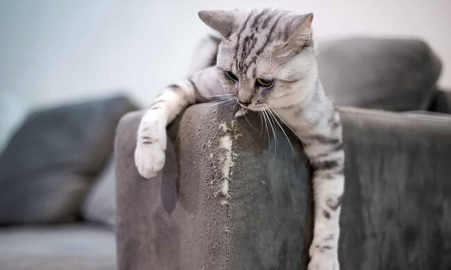 Кот