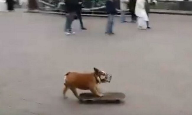 Бульдог на скейте катался вокруг елки в Одессе (видео) 