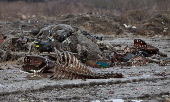 Київські забудовники отруїли Дніпро, місто на межі непоправної катастрофи