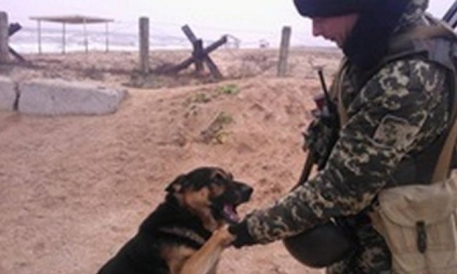 Пес Джек на границе с Крымом перешел на сторону Украины