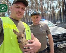 Лісники врятували осиротілого косуленя після пожежі під Варшавою