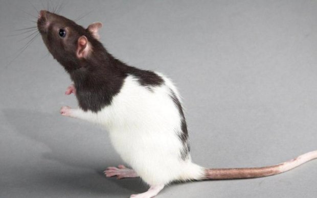 Биологи отучили крыс курить. На очереди люди