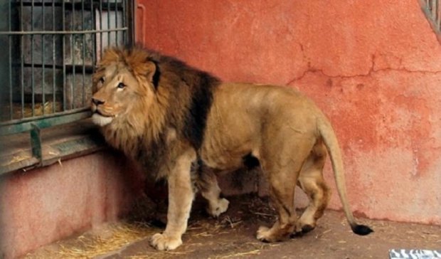 Одеський лев Сімба миє м'ясо перед їжею