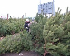 Новый год на носу: закарпатцам объяснили, как не купить елку втридорога