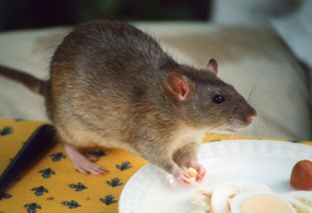 Крыс научили делать то, что некоторым людям не под силу: едут и получают от этого удовольствие