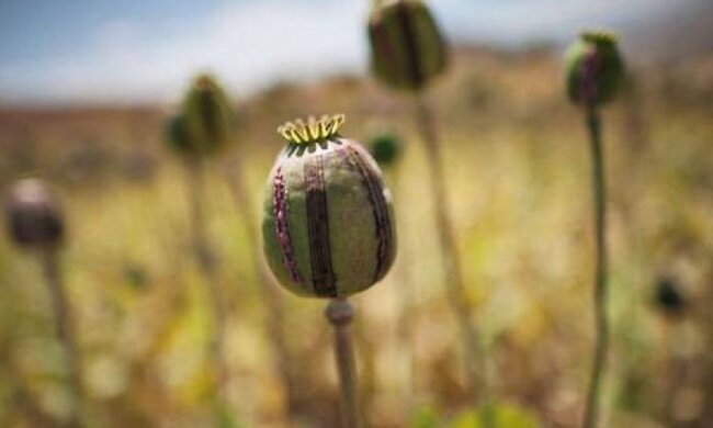 Мешканці Львівщини насадили півтори сотні угідь  маку і конопель
