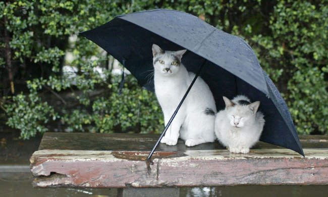 Прогноз погоди на 15 липня: витівка стихії змусить українців мріяти про переїзд