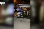 П'яний водій відлупцював даішника своїм удавом — настав час Кокаїну