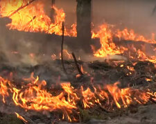 пожежа на Житомирщині, фото з відкритих джерел