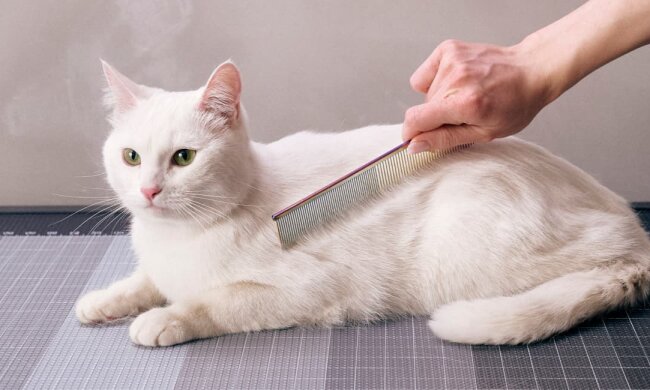 Стрижка кота