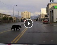 Як копи дві години за ведмедем ганялися (відео)
