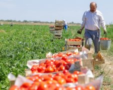 Помідорами не відбулися: Росія втратила мільярд на конфронтації з Туреччиною