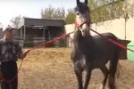 На Тернопільщині табун коней окупував місто - природа очистилася на карантині