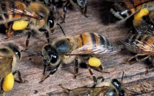 Бджоли-математики принизили людство своїми знаннями