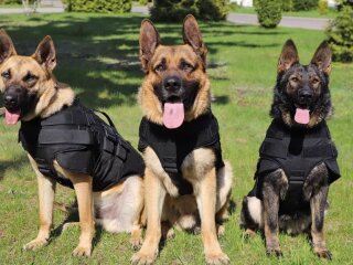 Пограничная служебная собака. Фото: Facebook