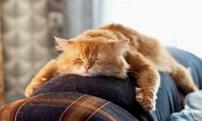 Найкращі анекдоти на неділю 2 лютого дозволять побачити світ під іншим кутом