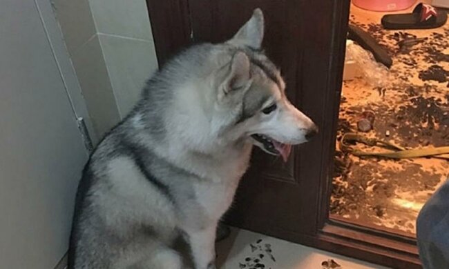 Що може зробити з квартирою хаскі за 3 години