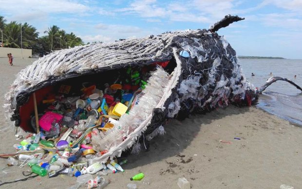 Морской гигант "отравился" пластиком: в желудке обнаружили 40 килограмм, экологи в ярости