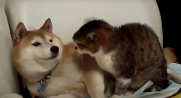 Кошки и собаки, скриншот: Youtube