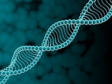 Вчені засумнівалися в одній з еволюційних гіпотез