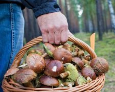Будьте внимательны: грибы массово косят украинцев