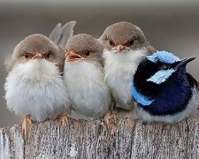 ТОП-20 неймовірно турботливих птахів (фото)