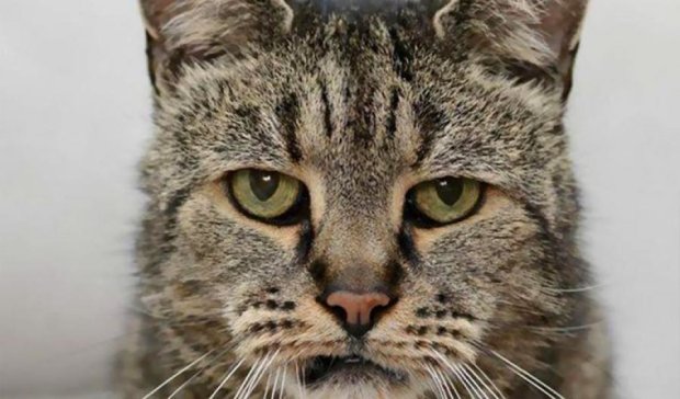 Британский Мускатик может стать самым старым котом планеты