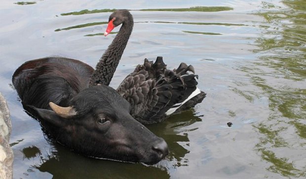 У харківському зоопарку чорні лебеді "всиновили" буйвола (фото, відео)