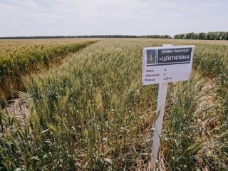 Поле пшениці — земельний пай