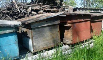 На Ровенщине 5-летнего ребенка убил пчелиный улей