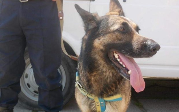 Службовий собака розкрив криваве вбивство в столиці