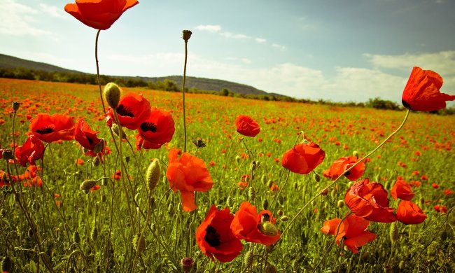 Погода на 5 червня: літо тільки входить у смак