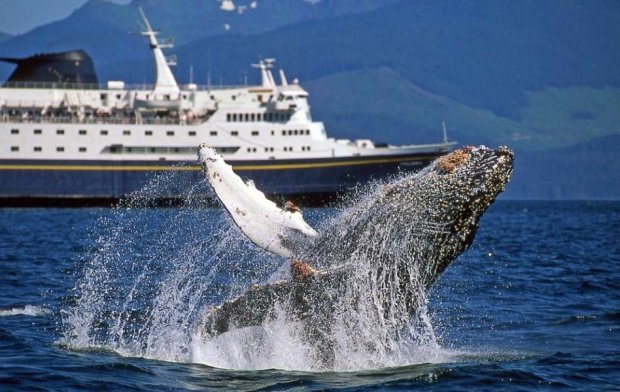 вчені вперше в історії записали пісню японського кита